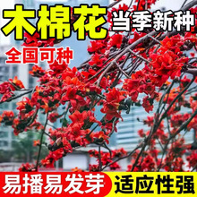 木棉花种子美人树异木棉种子大腹木棉种子南方树公园绿化苗木种子