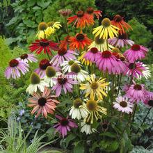 ɹ޸rղُСbܷNӈFُlǹղ˹