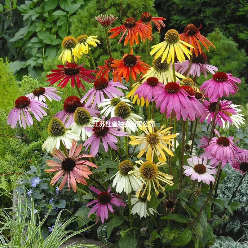 Цвет Эхинацея многолетняя ромашка купить небольшую упаковку семян цветов купить оптом конфеты Хризантема Космос