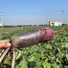 山东潍坊冰激凌萝卜清脆爽口多汁不辣新鲜现货批发一件代付