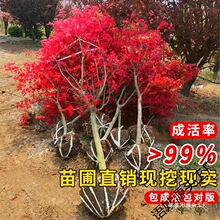 �ļ��t�Ϙ������辰ͥԺ�e���G��ֲ���������ͺ��������K�F�е���