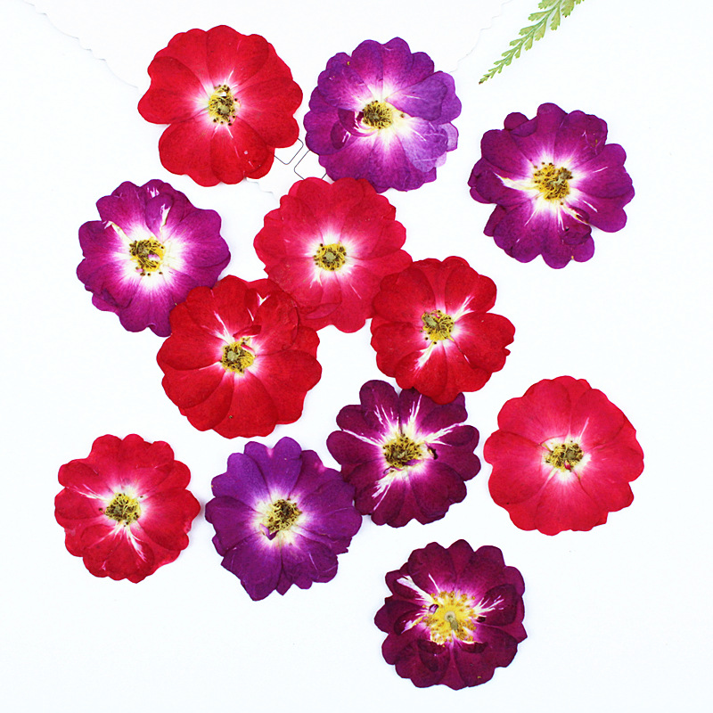 Corazón rosa rosa flor seca material diy relieve al por mayor espécimen de planta flor real decoración de marcos de fotos