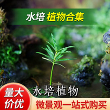 ���ճ��ˮ��ˮ�Bֲ��������ˮ�ݾW�y���_�h��̦�\΢���^�Gֲ