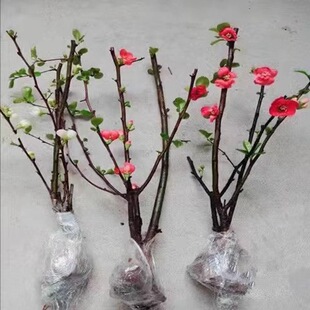 �F�U���������Ի���ͥԺֲ���ձ����Ļ����t�������N�����Ļ���