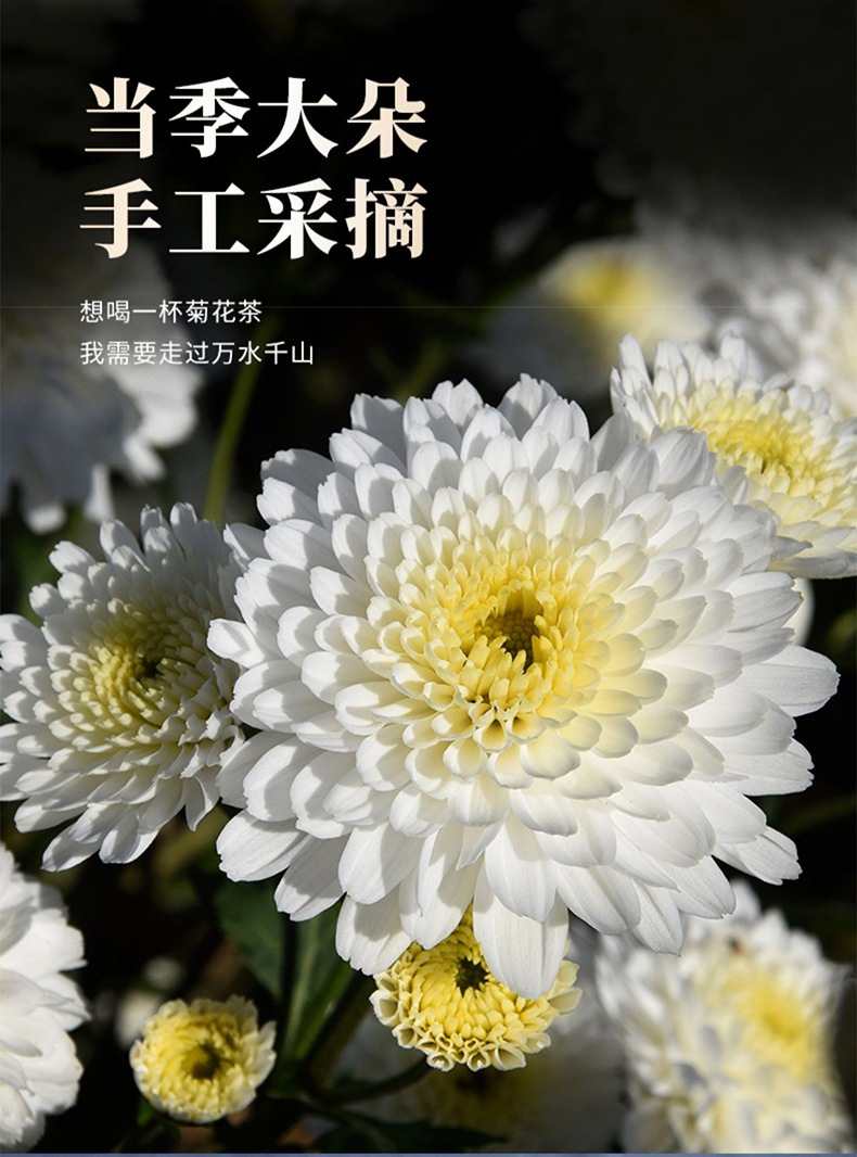 Huangshan White Chrysanthemum Tea July Ju Hua Dried Flower 500g Bulk Loose Herbal Tea key features