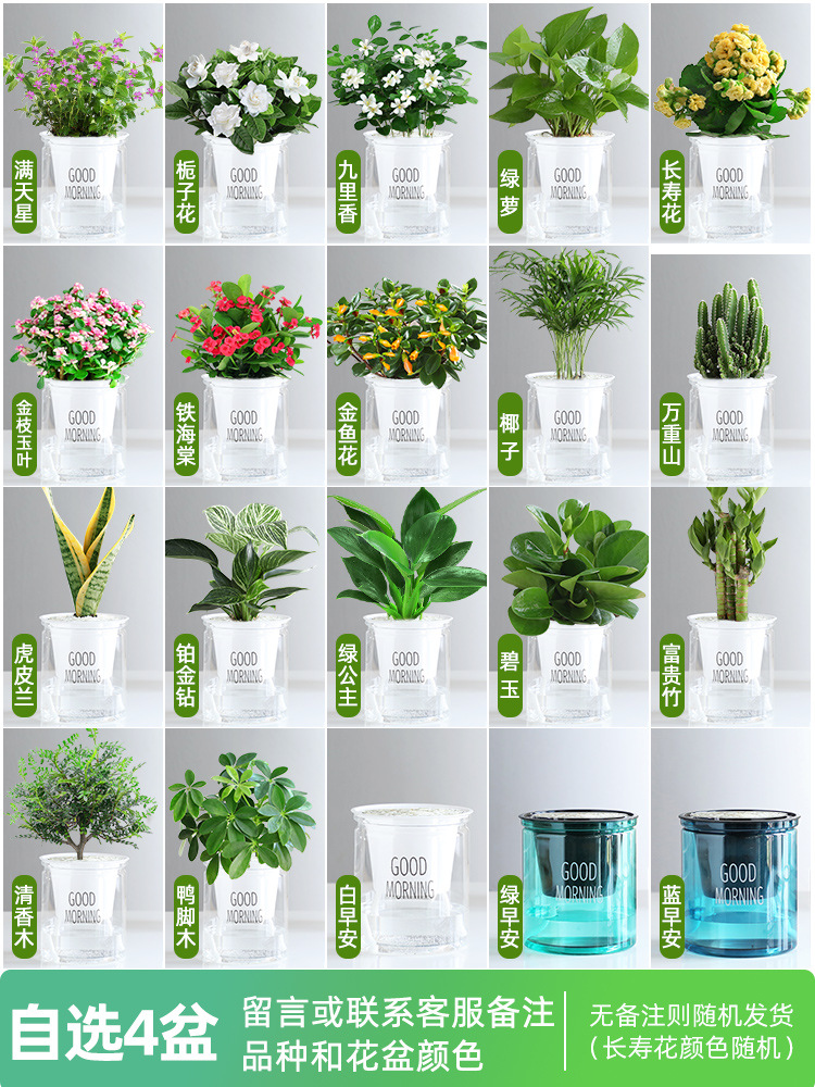[원하는 녹색 식물과 꽃 4개 화분] 품종 비고 + 무료 비료