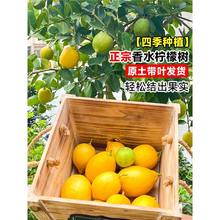 ˮʘԏV|ˮϷNֲļYʳ̨ڵ