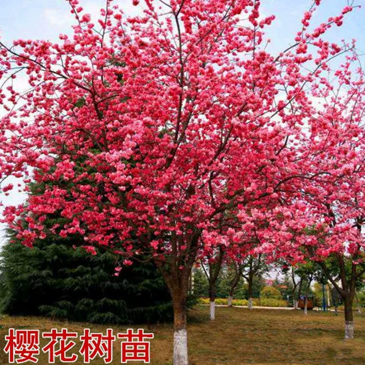 Саженец сакуры саженец сакуры Японский саженец сакуры Женатый пион Сакура Вечерняя Сакура Посадка в горшке Озеленение сада Рассада Инженерная рассада