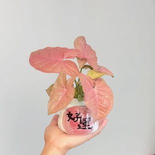 �t�ۼ��˺Ϲ����ɫֲ������k���҃�����Gֲ����С����