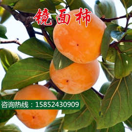 阳丰甜柿嫁接苗价格 最新阳丰甜柿嫁接苗价格 批发报价 价格大全 阿里巴巴