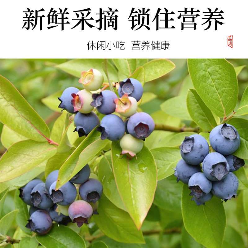 新疆伊犂ブルーベリー乾燥ブルーベリー李果特産砂糖漬けレジャー間食事務所列車同金|undefined