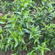 ����Ȼ�n�ݲݸ��~�{�컨�����݃��ܲݷ����r���D��