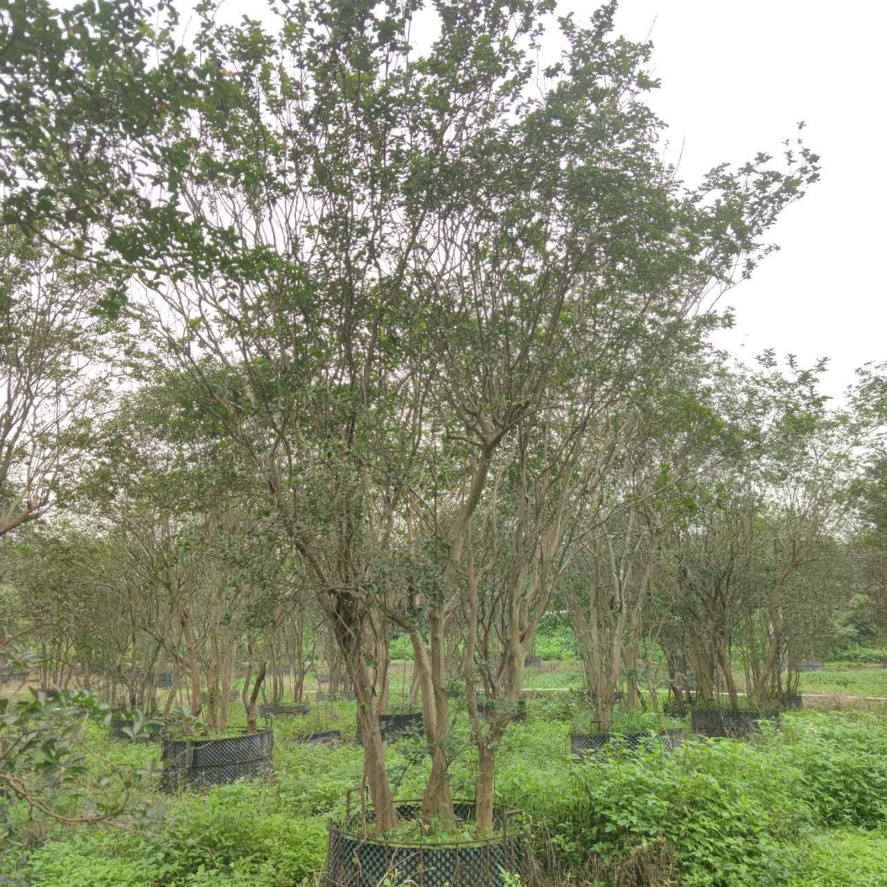 2305 питомник поставляет кустики Lagerstroemia indica высотой 4-5 м.