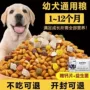 幼犬冻干金毛蛋黄狗粮