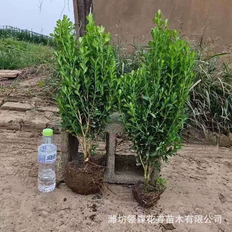 小叶黄杨 绿篱 瓜子黄杨色块苗 杯苗 工程绿化小苗 小区庭院批发