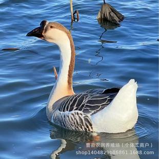 �{�^�Z�ش�N���ڻ����ɫ�{���^�������^�F؛�ZС�Z������