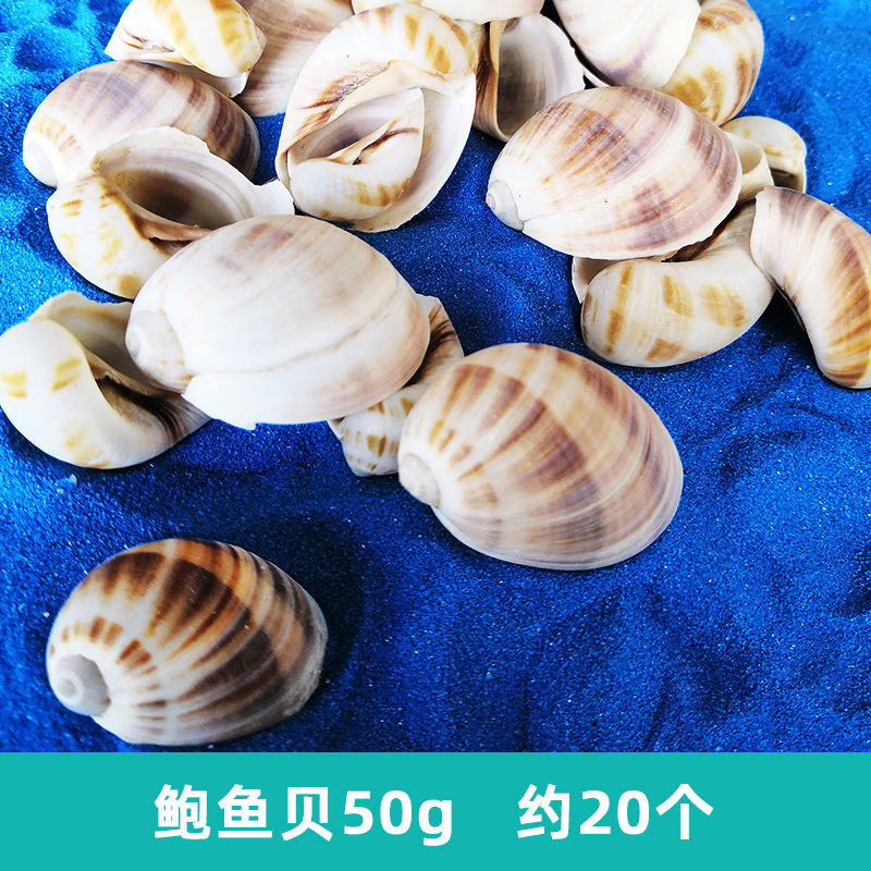 シェルルースペレット子供の手作りDIY自然素材アクセサリー幼稚園アートエリアエリア素材|undefined