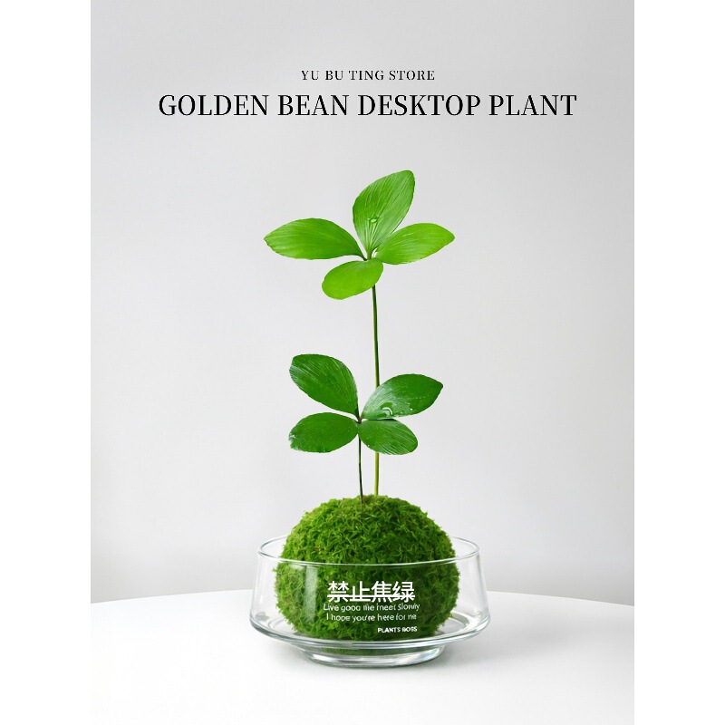 Hydroponic plants, Mexican iron tree potted plants, lucky four-leaf clover moss balls, indoor green plants, office desktop bonsai