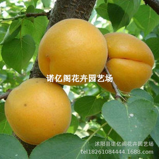 ͥԺ���Թ���������Ә����̫��������������֦���_���Ә���