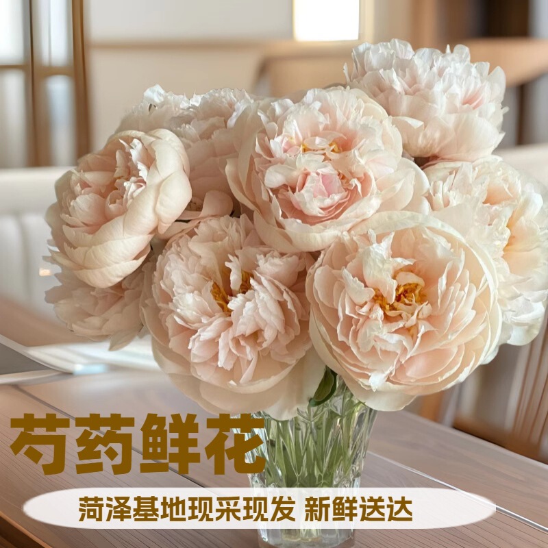 Imported Peony Flowers, Direct Delivery from Shandong Peony Base, Double-Petaled Yunnan Fresh Cut Flowers, Premium Bouquets, Hydroponic Flower Arrangements