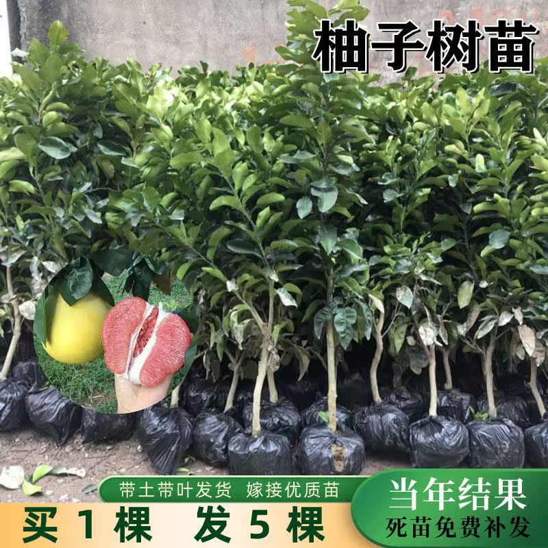 葡萄柚果樹種苗 葡萄柚果樹種苗批發 促銷價格 產地貨源 阿里巴巴 葡萄柚果樹種苗 葡萄柚果樹種苗批發 促銷價格 產地貨源 阿里巴巴