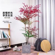 ҃Ϙ辰ͥԺ^~ܾGֲtԘ