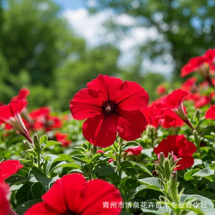 Big Red Petunia Qingzhou Shed Seedlings Rose Red Morning Glory Cup Seedlings Supply High Survival Rate Petunia Pot Seedlings