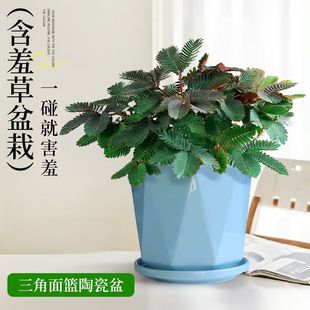 ���߲�����С�Gֲ��Ʒ�ɐ�ֲ���ļ������҃�Ȥζ���B�׻��