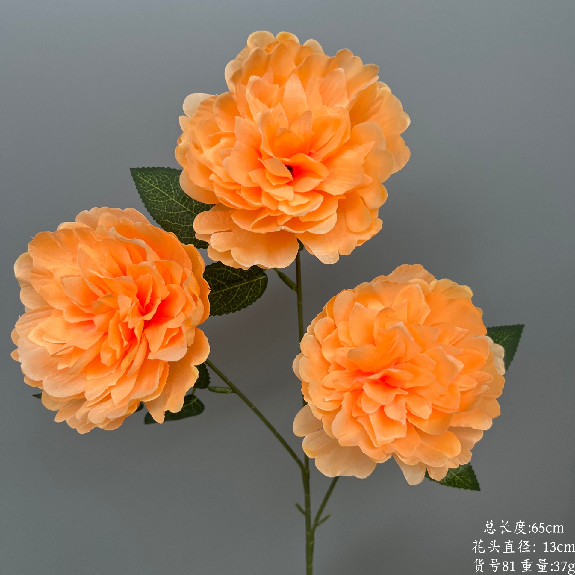 품목번호 81-세두모란