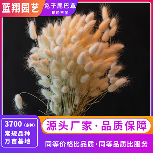 ����β�ͲݷN��Ȥζ�^�p��β�ݿ����ɻ��л��ݷN�ӼҾߔ[�O������