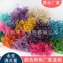 永生满天星吸色保鲜 源头厂家批发情人节七夕毕业母亲节节礼品