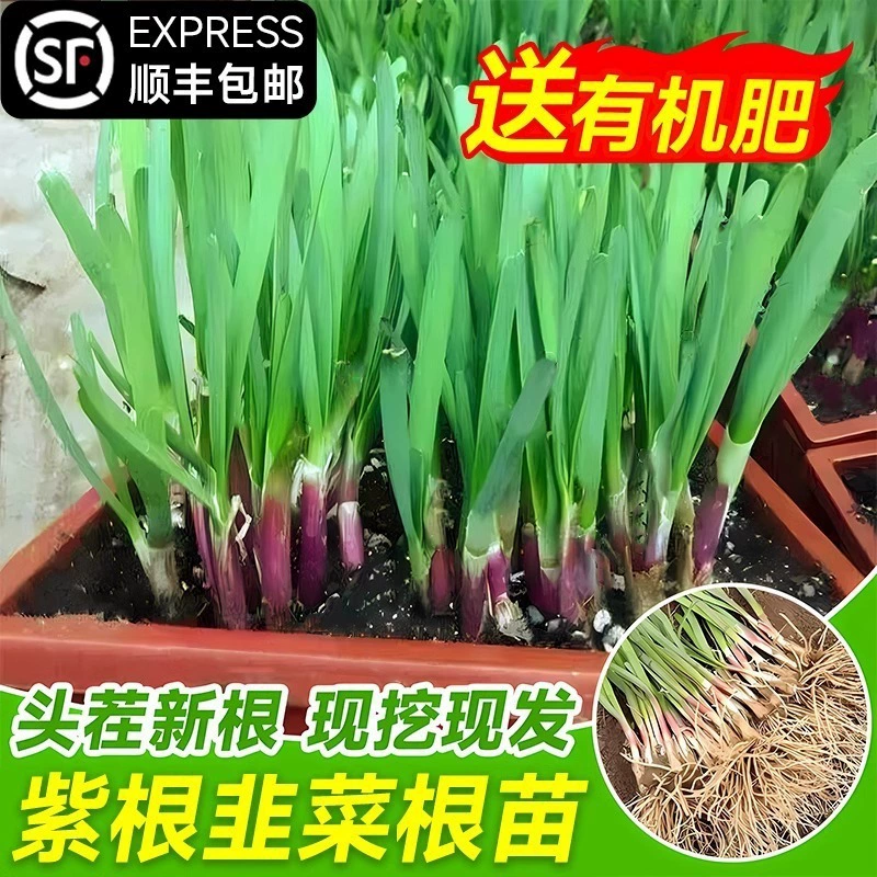 Рассада корня лука-порея, фиолетовые корни, широкие листья, большие листья, красные корни, семена лука-порея, горшки для посадки овощей, легко выращиваемые на балконе.