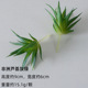 African aloe Gray