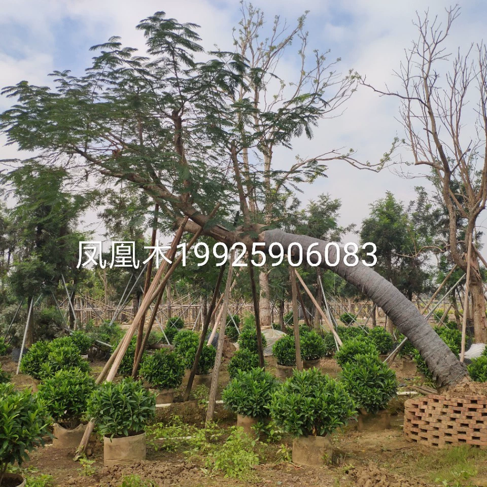 Поставка косого плавающего феникса 35 см