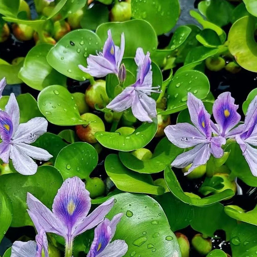 Рыба сельское хозяйство черепаха аквариум маленькая ряска водные растения гибискус гидропонное водное растение семена черепахи резервуар зеленое растение акваскейзаж