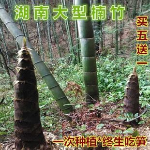 Large Bamboo Root Seedlings Edible Bamboo Shoot Bamboo Seedlings Bamboo Seedlings Bamboo Seedlings Bamboo Seedlings Nan Bamboo Root Planting Evergreen Zhaozhi Zheng