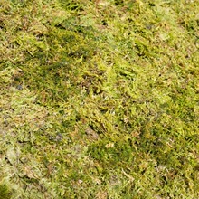 ��̦�\ˮ̦��̦�������߉|���m��ʯ���Nֲ�޽�ֲ��ˮ�ݷ���̦�\