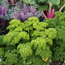 �W�����۷N���ļ��N������W�ۼ��~Parsley�������ζ�M���߲˷N