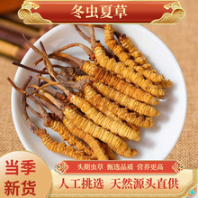 100根虫草礼盒西藏那曲冬虫夏草正品头期野生虫草那曲野生冬虫草