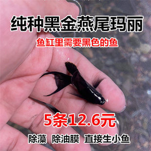 ��β�ڬ����� ����Ĥ�ڬ��� С�͟Ꭷ�~ ̥���~�����~�坍���~