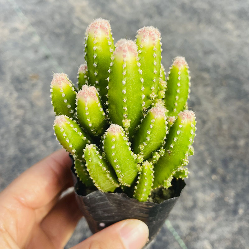 완중산 브로케이드 높이 6-8cm(뿌리가 벗겨진 상태로 배송됨)