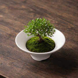 苔藓球托盘花盆陶瓷盆中式亚光桌面摆件水培米竹菖蒲水培干果盆托