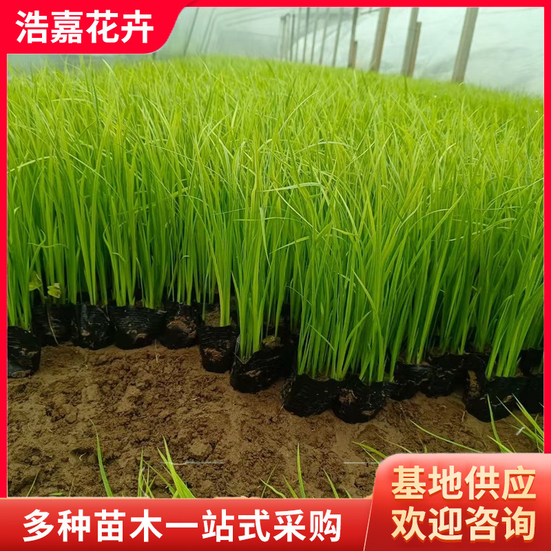 水生鸢尾 青州花卉基地25年基地新花苗木 室外种植用新苗水生鸢尾