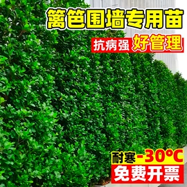 盆栽;种子;园林果树