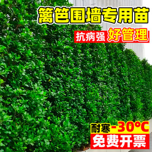 �������編���������S��ֱ���h�ʠ�ͥԺ����ֲ���ļ������ͺ��G�h