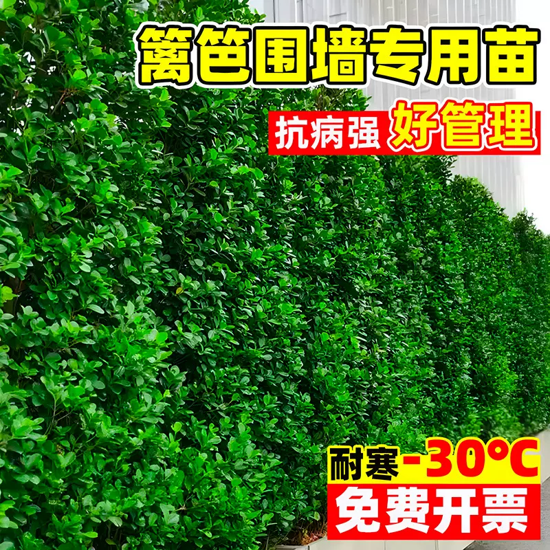 冬青树苗法国北海道黄杨直立篱笆墙庭院围墙植物四季常青耐寒绿篱