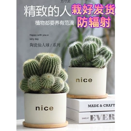 盆栽;猫砂;猫猫零食