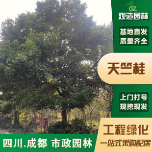 ���ù����Ĵ��@��ͥԺ�G����ľ�����ԷN��ľ����쾰�����е���