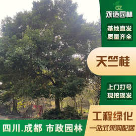 天竺桂大树四川园林庭院绿化乔木工程栽种树木遮阳造景花卉行道树