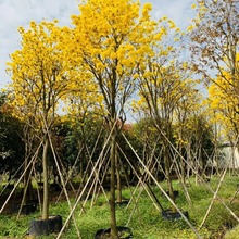 花厂批发黄花风铃木 多花枫铃木 中山大树基地直销